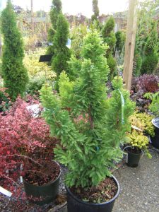 Dykhof nurseries cypress tree