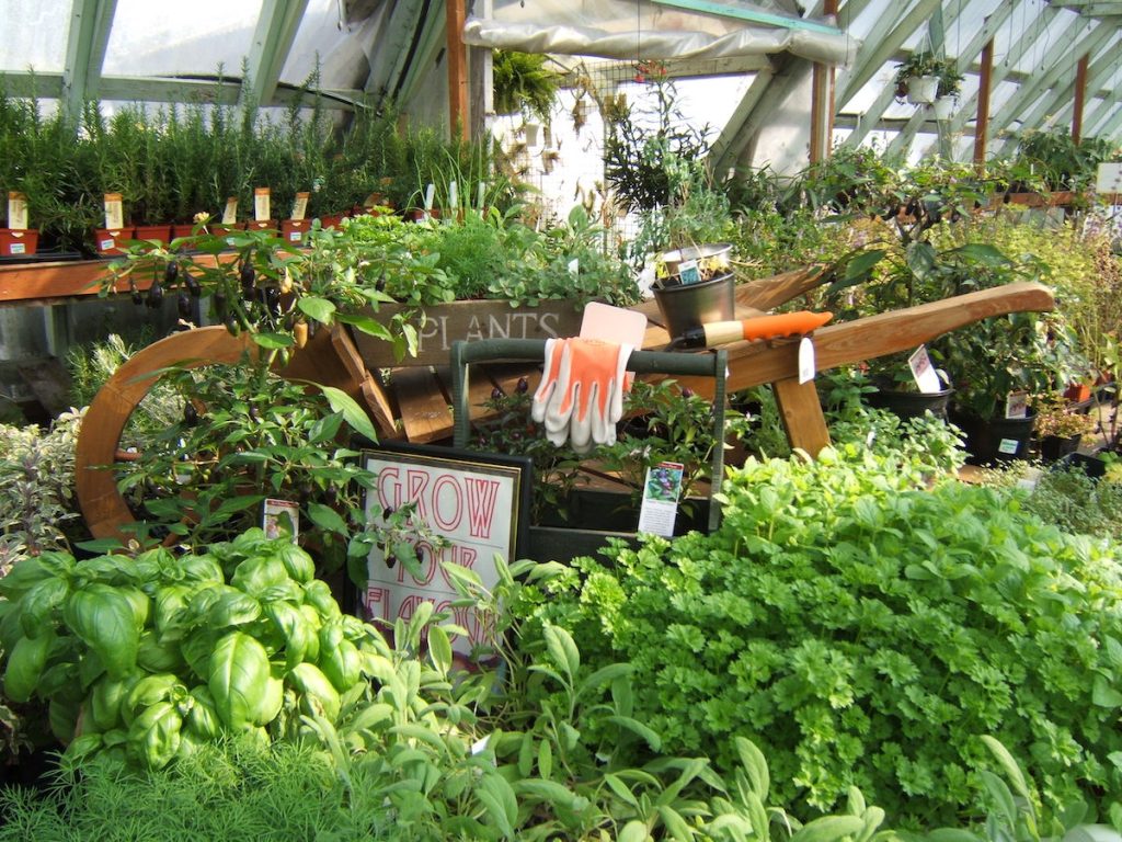 Dykhof nurseries selection of edible herbs