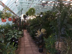 Dykhof nurseries selection of tropical houseplants