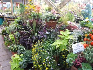 Dykhof nurseries display of outdoor plants