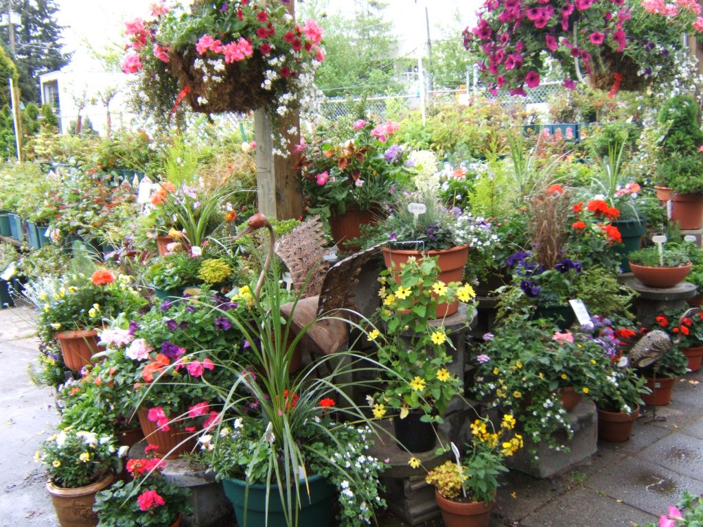 Dykhof nurseries colourful outdoor plant display