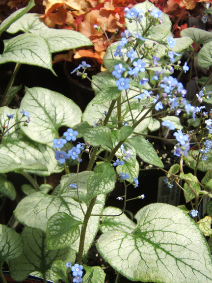 Brunnera_Jack Frost