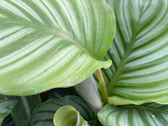 Calathea Foliage