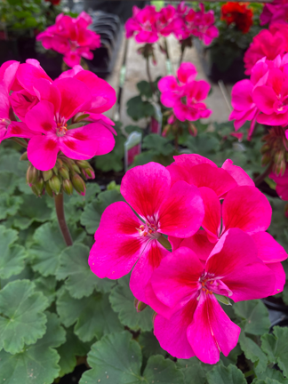 Pink geranium