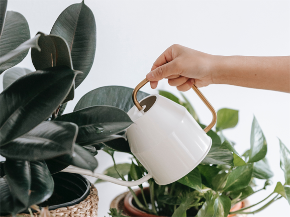 Watering Houseplants