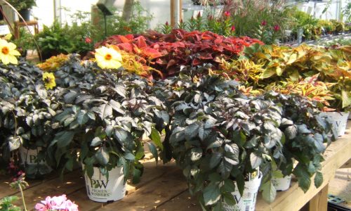 Dykhof nurseries selection of annual flowers