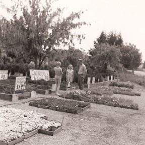 View of Dykhof Nurseries in 1964