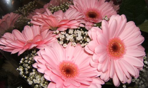 Dykhof nurseries closeup of cut flower bouquet