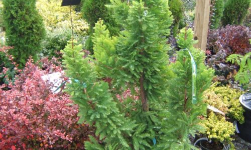 Dykhof nurseries cypress tree