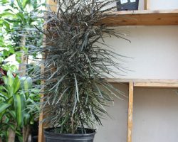 False-aralia False-aralia