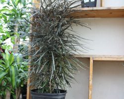 False-aralia False-aralia