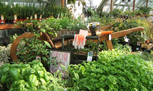 Dykhof nurseries selection of edible herbs