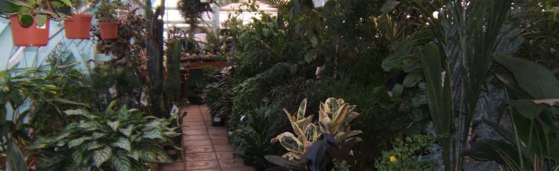 Dykhof nurseries selection of tropical houseplants