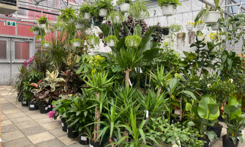 Houseplants_jungle-display