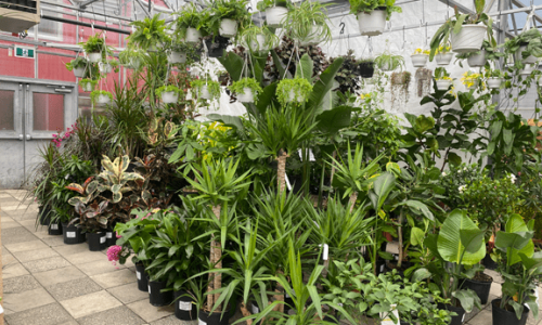 Houseplants_jungle-display