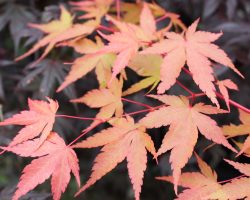 Japanese maple leaves Japanese maple leaves