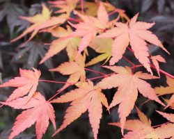 Japanese maple leaves