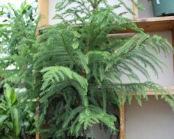 Norfolk-pine-2gal Norfolk-pine-2gal