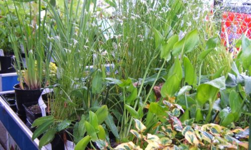 Dykhof nurseries water plants