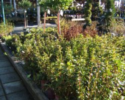 azalea-bushes