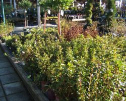 azalea-bushes azalea-bushes