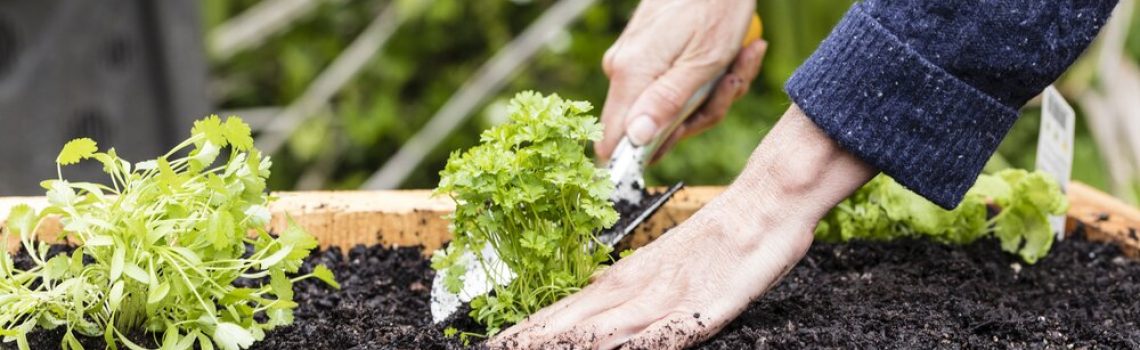 Closeup view of planting cilantro