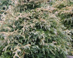 conifer_chamaecyparis_blue