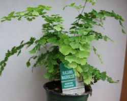 fern-maiden-hair fern-maiden-hair