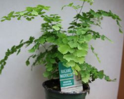 fern-maiden-hair fern-maiden-hair