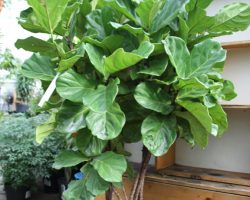 fiddle-leaf-fig-large fiddle-leaf-fig-large