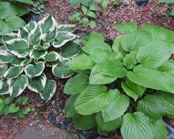 hostas-full-shade