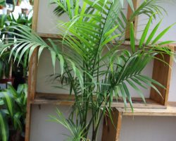 palm-ravena palm-ravena