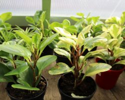 peperomia Dykhof nurseries selection of peperomia plants
