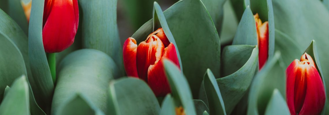 Closeup view of red tulip flowers