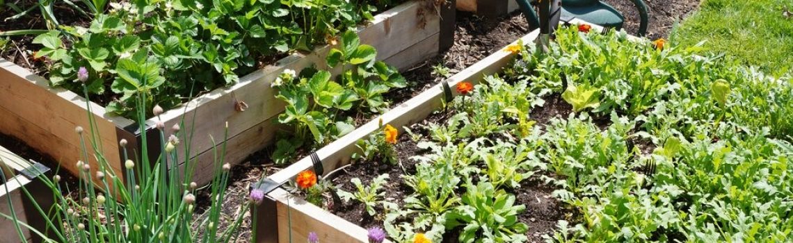 Sunny outdoor view of multiple above ground planters