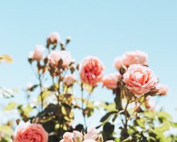 roses-full-sun roses-full-sun