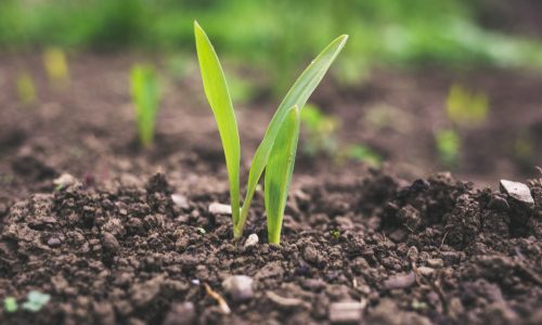 soil with plant sprout