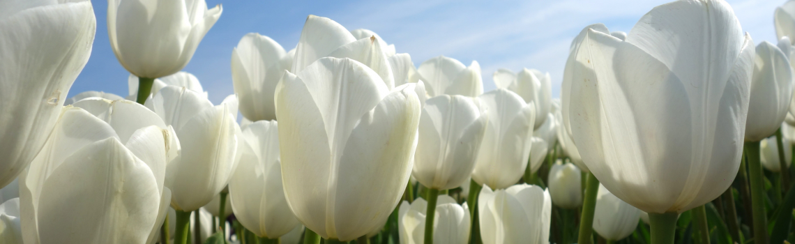 White Tulip Spring Display